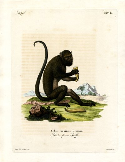 Brown Howler (värillinen kaiverrus) tekijältä German School