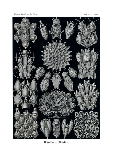 Bryozoa, 1899-1904 tekijältä German School