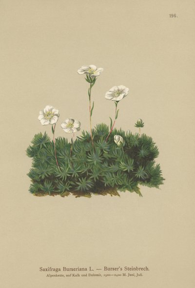 Bursers Saxifrage (Saxifraga Burseriana) tekijältä German School
