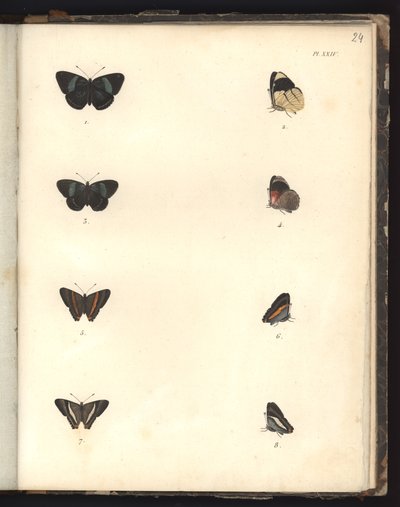 Butterflies, Pl. XXIV, kuva eläintieteen ja vertailevan anatomian havainnointikokoelmasta, tehty Atlantin valtamerellä, uuden mantereen sisäosissa ja Etelämerellä vuoden aikana tekijältä German School