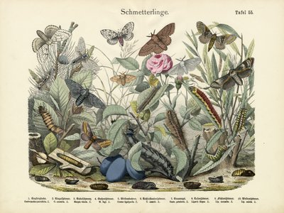 Perhoset, n. 1860 tekijältä German School