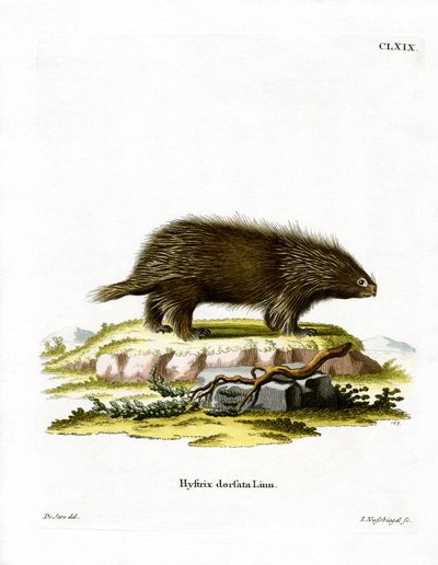 Canadian Porcupine (värillinen kaiverrus) tekijältä German School