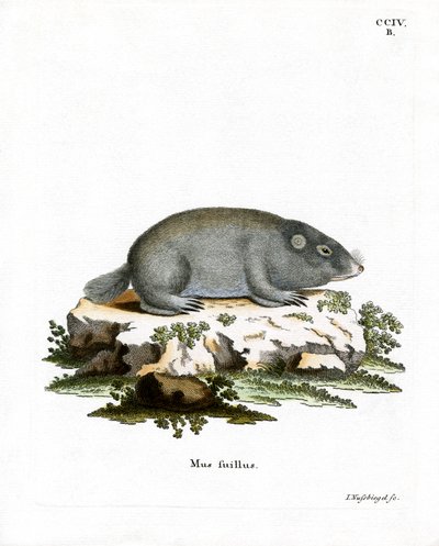 Cape Dune Mole Rat (värillinen kaiverrus) tekijältä German School