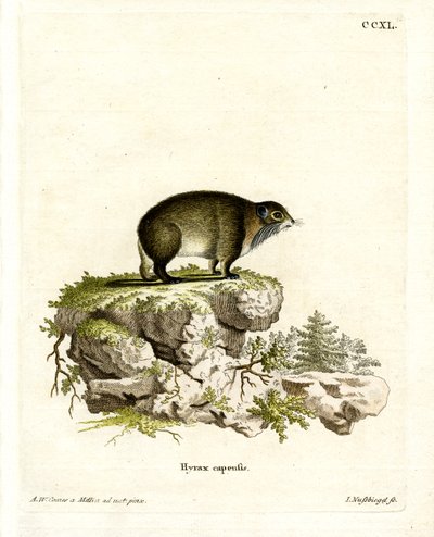 Cape Hyrax (värillinen kaiverrus) tekijältä German School