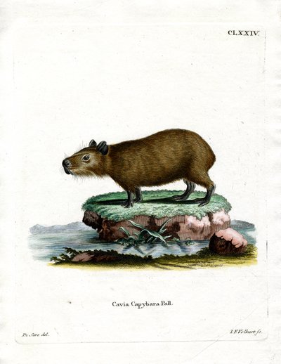 Capybara (värillinen kaiverrus) tekijältä German School