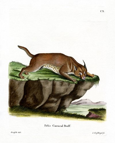 Caracal (värillinen kaiverrus) tekijältä German School