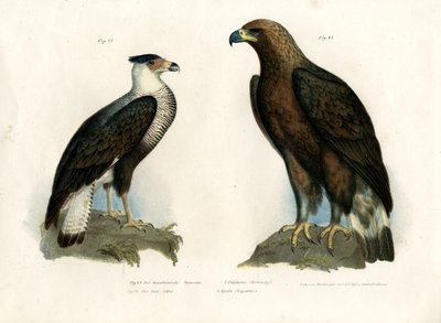 Caracara, 1864 tekijältä German School