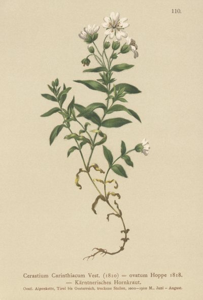 Kärntenin hiirikorva (Cerastium Carinthiacum, Cerastium ovatum) tekijältä German School