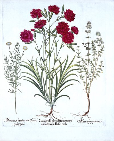 Neilikka, kissatimjami ja tavallinen laventelipuuvilla, Hortus Eystettensis, Basil Besler (1561-1629), pub. 1613 (käsinvärinen kaiverrus) tekijältä German School