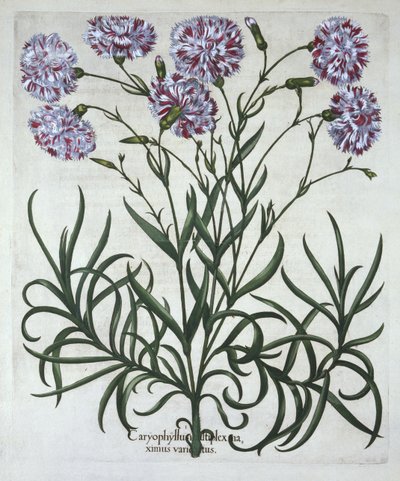 Neilikka, Hortus Eystettensis, kirjoittanut Basil Besler (1561-1629), pub. 1613 (käsinvärinen kaiverrus) tekijältä German School