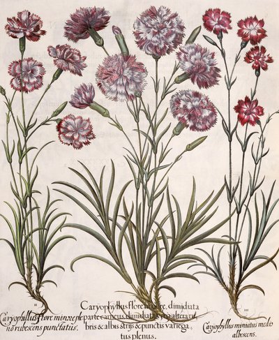 Neilikat: 1. Caryophyllus major -kukka; 2. Caryophyllus alle täysikukkainen, punertava terävä; 3. Caryophyllus miniatus medis albescens, Basil Beslerin (1561-1629) Hortus Eystettensisistä, pub. tekijältä German School