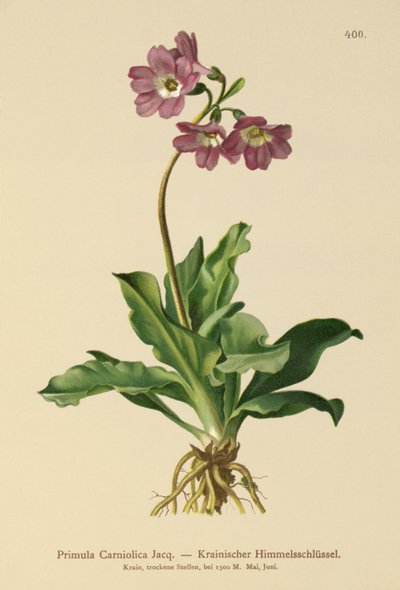 Esikoinen (Primula Carniolica) tekijältä German School