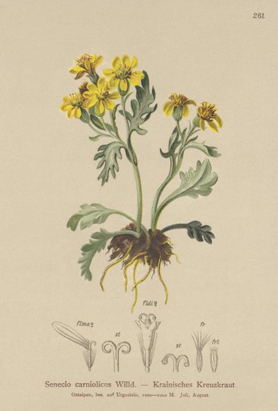 Carniolan Ragwort (Senecio carniolicus, Senecio incanus subsp. carniolicus) tekijältä German School