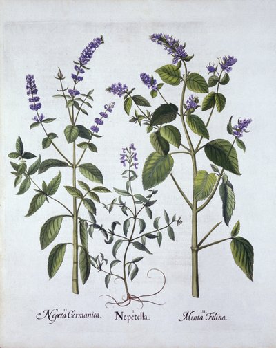 Catmintand Catnip, Hortus Eystettensis, kirjoittanut Basil Besler (1561-1629), pub. 1613 (käsinvärinen kaiverrus) tekijältä German School