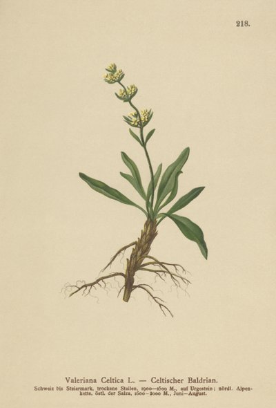 Celtic Spikenard (Valeriana celtica) tekijältä German School