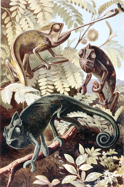 Kameleontti, levy "Brehms Tierleben: Allgemeine Kunde des Tierreichs", vol.7, s.171, julkaisija Bibliographisches Institut tekijältä German School