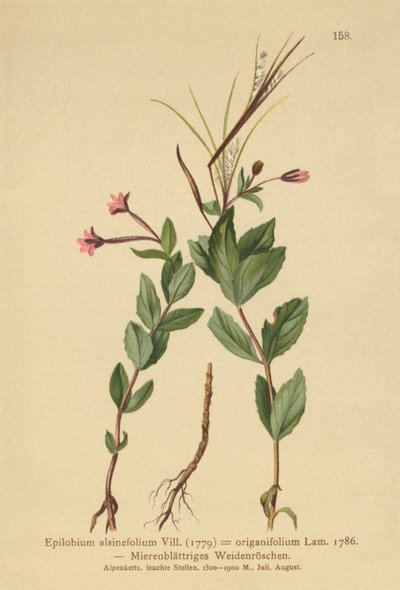 Pajuherkku (Epilobium alsinefolium, Epilobium origanifolium) tekijältä German School