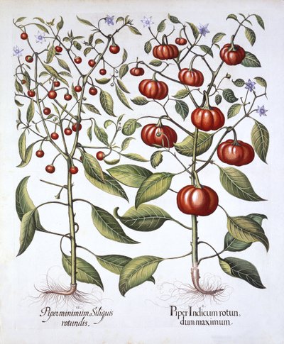 Chili Pepper [Nightshade Family], Hortus Eystettensis, kirjoittanut Basil Besler (1561-1629), pub. 1613 (käsinvärinen kaiverrus) tekijältä German School