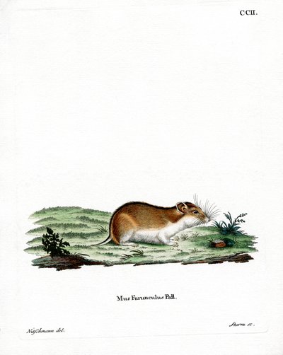 Kiinanraidallinen hamsteri (värillinen kaiverrus) tekijältä German School