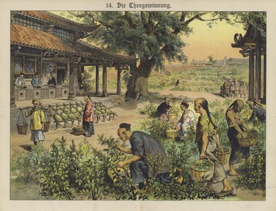 Kiinalainen teeviljelmä (väri litho) tekijältä German School