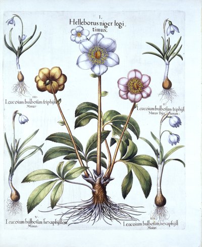 Jouluruusun ja lumikellon muunnelmia, Hortus Eystettensis, Basil Besler (1561-1629), pub. 1613 (käsinvärinen kaiverrus) tekijältä German School