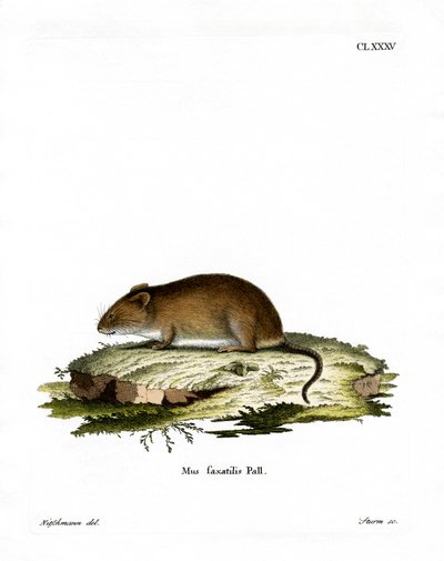 Cliff Mouse (värillinen kaiverrus) tekijältä German School