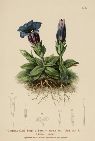 Clusius Gentian (Gentiana Clusii, Gentiana acaulis) tekijältä German School