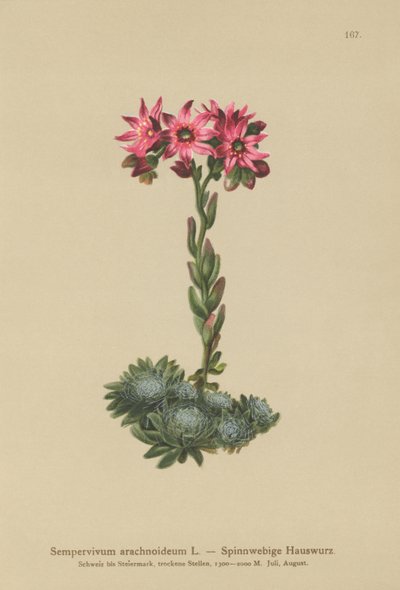 Hämähäkinseittipuskuri (Sempervivum arachnoideum, Sedum arachnoideum, Sempervivum sanguineum) tekijältä German School