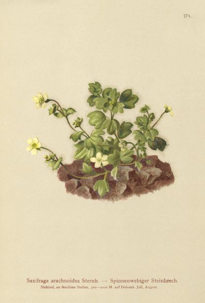 Hämähäkinverkko saksifrage (Saxifraga arachnoidea) tekijältä German School