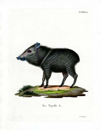 Collared Peccary (värillinen kaiverrus) tekijältä German School