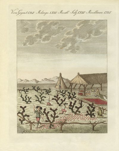 Cochenillien kerääminen (värillinen kaiverrus) tekijältä German School