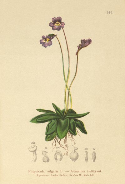 Tavallinen voikuisma (Pinguicula vulgaris) tekijältä German School