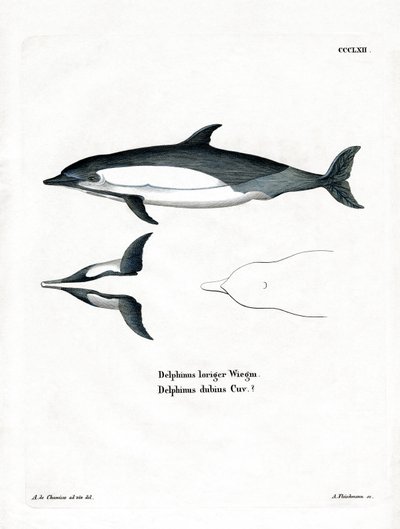 Common Dolphin (värillinen kaiverrus) tekijältä German School
