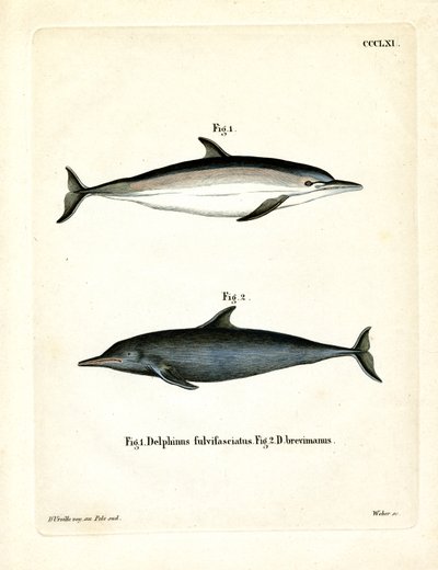 Common Dolphin (värillinen kaiverrus) tekijältä German School