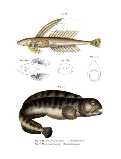Common Dragonet (väri litho) tekijältä German School