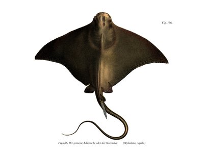 Common Eagle Ray (väri litho) tekijältä German School