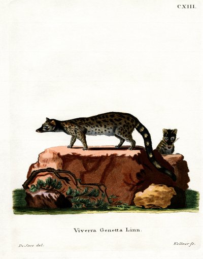 Common Genet (värillinen kaiverrus) tekijältä German School
