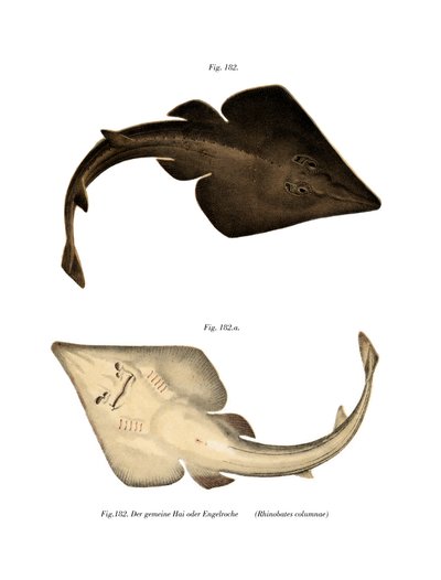 Common Guitarfish (väri litho) tekijältä German School