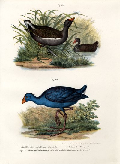 Common Moorhen, 1864 tekijältä German School