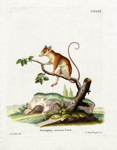 Common Mouse Opossum (värillinen kaiverrus) tekijältä German School