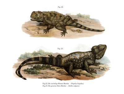 Common Spiny Agama (väri litho) tekijältä German School