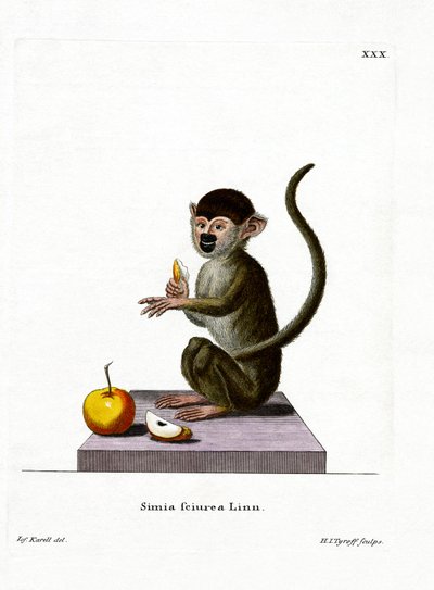 Common Squirrel Monkey (värillinen kaiverrus) tekijältä German School