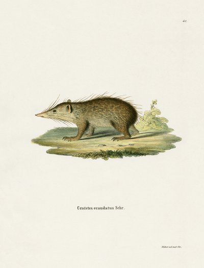 Common Tenrec (värillinen kaiverrus) tekijältä German School