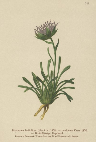 Hämmentynyt rampioni (Phyteuma confusum, Phyteuma latifolium, Phyteuma hemisphaericum tekijältä German School