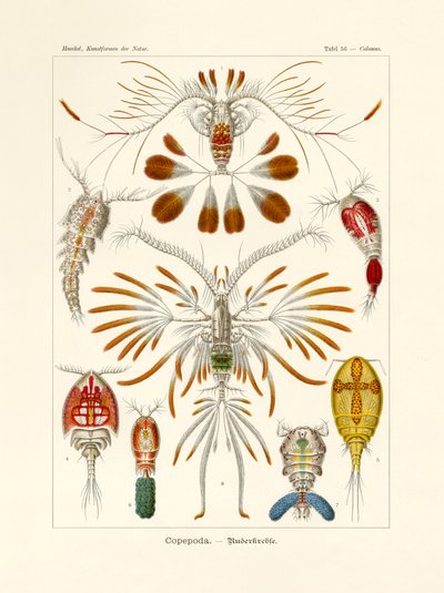 Copepoda, 1899-1904 tekijältä German School