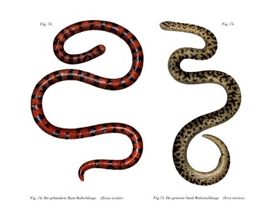 Coral Sylinder Snake (väri litho) tekijältä German School