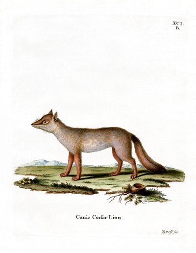 Corsac Fox (värillinen kaiverrus) tekijältä German School