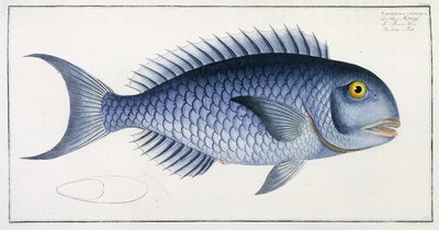 Coryphaena Coerulea tekijältä German School