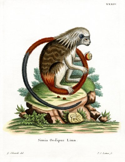 Puuvillapäällinen Tamarin (värillinen kaiverrus) tekijältä German School