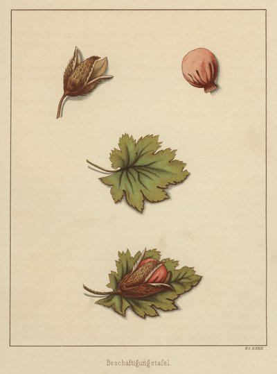 Käsityöt (väri litho) tekijältä German School
